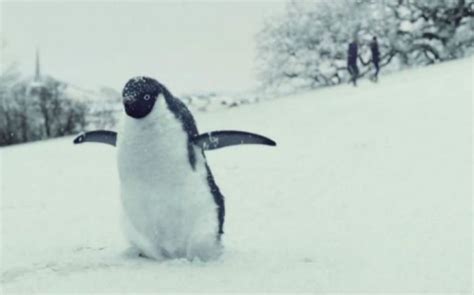 John Lewis Christmas advert 2014: Monty the penguin gets 2.5 million ...