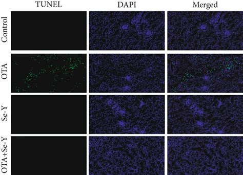 (a) TUNEL staining. Green fluorescence indicates TUNEL-positive cells.... | Download Scientific ...