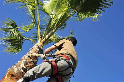 When To Trim Palm Trees?