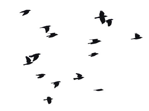 Birds Flying PNG Image (Isolated-Objects) | Textures for Photoshop