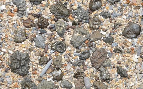 Charmouth Fossils and Fossil Hunting on the Jurassic Coast