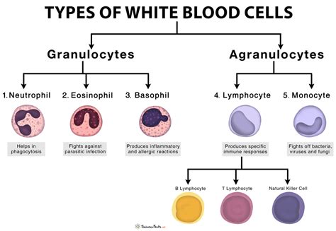 Types Of White Blood Cells Leukocytes With Functions And Picture | My ...