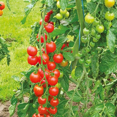 Tomato (Grafted) Plants, Supersweet F1|D. T. Brown Vegetable Plants