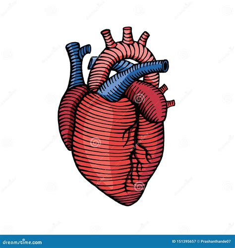 Human Heart Drawing Colored | Images and Photos finder