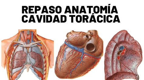 Repaso Anatomía de Cavidad Torácica - YouTube