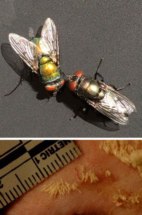 Fly-egg profiling method reveals a corpse’s ‘time of death’ faster