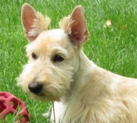 25 Scottish Terrier Mix Breeds – The Popular and Adorable Hybrid Dogs | PetPress