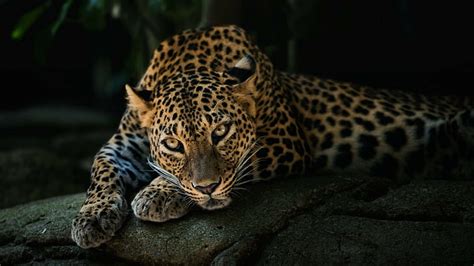 HD wallpaper: animals, 2560x1440, jaguar, black jaguar, jaguar cars ...