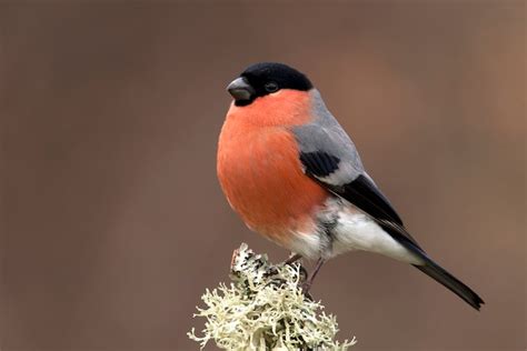 Premium Photo | Female of eurasian bullfinch