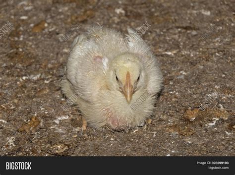 Baby Broiler Chicken Image & Photo (Free Trial) | Bigstock