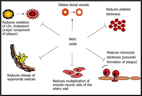 The physiological roles of nitric oxide on endothelial function. | Download Scientific Diagram