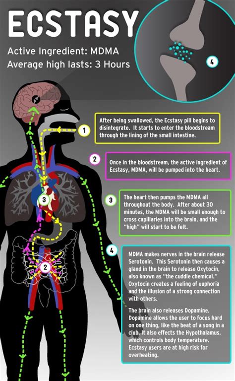 InfoGraph: The effects of Cocaine, Ecstasy and Marijuana on the Body ...