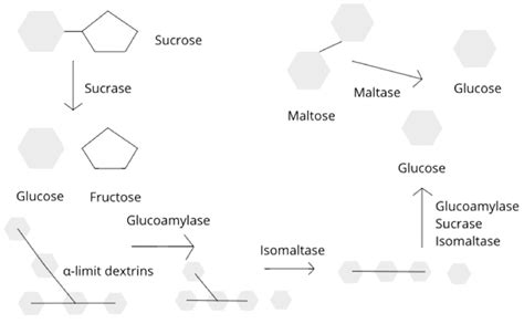 Nutrients | Free Full-Text | The Role of Disaccharidase Deficiencies in ...