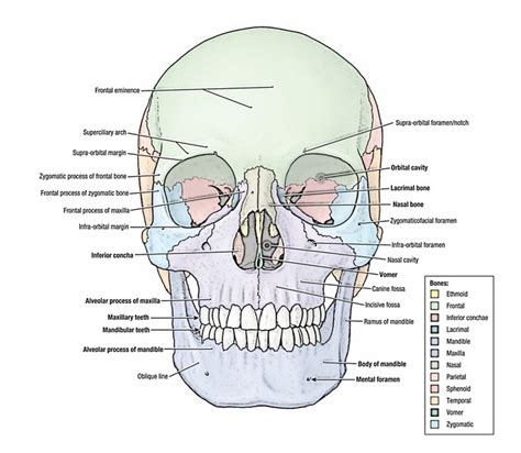 Easy Notes On 【Skull】Learn in Just 4 Minutes!