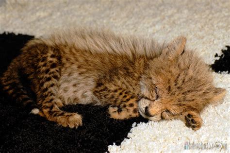 My baby Cheetah sleeping by ziadkadi on DeviantArt