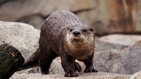 North American River Otter Fast Facts