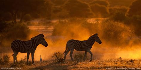 15 African Safari Photography Tips – SafariBookings