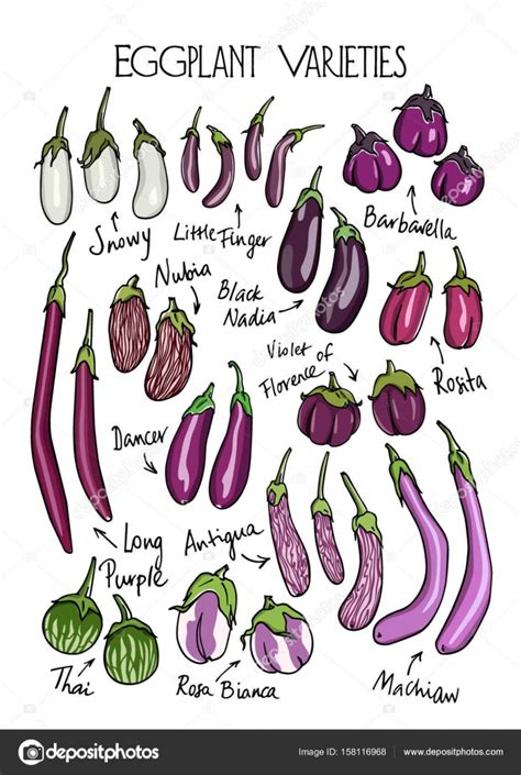 Eggplant varieties print — Stock Vector © Ezhevica #158116968