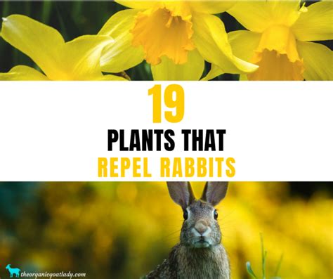 The Ultimate List of Pest Repelling Plants - The Organic Goat Lady