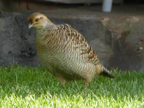 Greenham Birding: Urban Birds of Maui