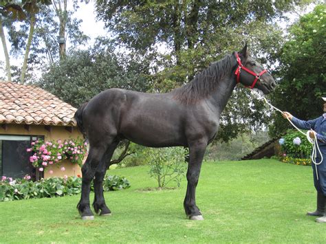 Reproductores | Percheron horses, Horses, Black horses