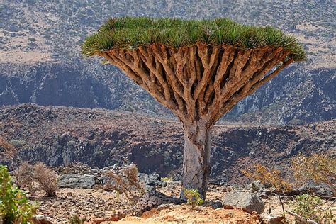 Animals and Plants Found on Socotra - WorldAtlas