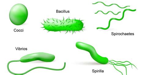 23 Different Types of Bacteria