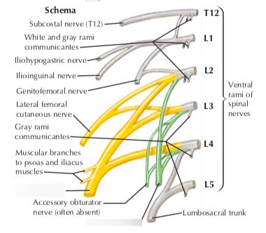 Ventral Rami of Spinal Nerves Diagram | Quizlet