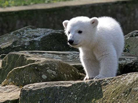 Beloved polar bear Knut has died | Salon.com