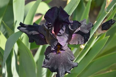 An Heirloom, A Collectors Favorite & A Must Have for Beginners - The Bearded Iris