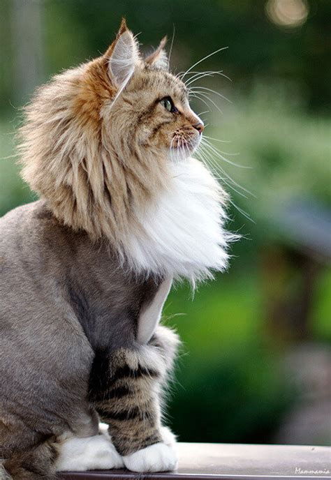 Grooming of Maine Coon Cats - Fun or Nightmare?