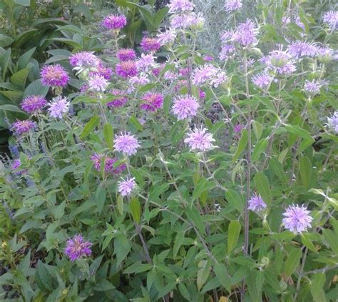 Prairie planting, Native plants, Plants