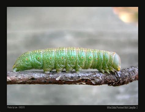 White-dotted Prominent Moth Caterpillar 2 by Leeco