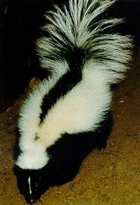 Striped skunk (Mephitis mephitis) is an omnivorous mammal of the skunk family Mephitidae. Found ...