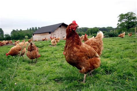 How to Make Your Own Chicken or Poultry Feed