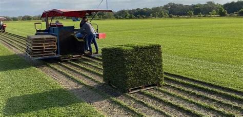 How Do Sod Farms Replace Dirt - Houston Grass - Pearland Sugar Land