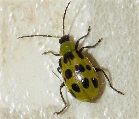 Spotted Cucumber Beetle - What's That Bug?