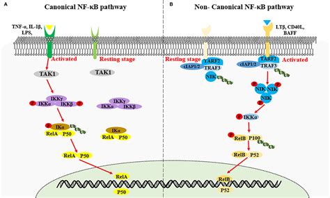 Frontiers | Interplay Between Non-Canonical NF-κB Signaling and ...