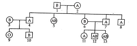 Study the given pedigree chart showing the pattern of blood group inhe - A Diverse ...