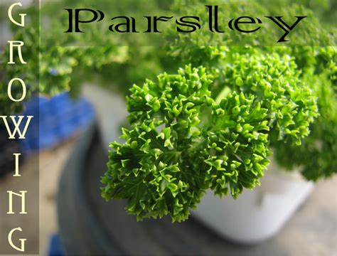 How to grow Parsley in your garden – GEEKGARDENER