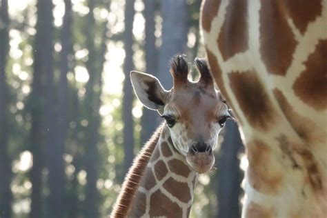 White Oak Conservation Warmly Welcomes The Newest Member Of Giraffe Family