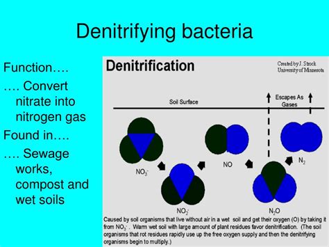 PPT - The Nitrogen Cycle PowerPoint Presentation, free download - ID:368207