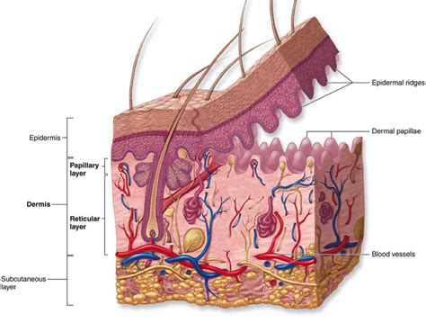 The uppermost region of the dermis consists of finger-like extensions called dermal papillae ...