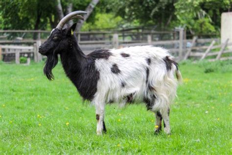 Adopt our herd of Bagot Goats for 1 year