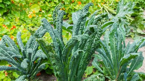 A Guide To Growing Brassica Veggies - These Green Fingers