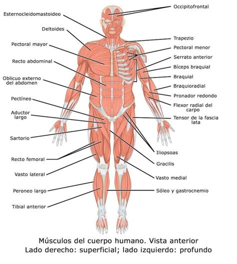 EL CUERPO HUMANO y sus partes (con imágenes para imprimir) - Pequeocio | Músculos del cuerpo ...