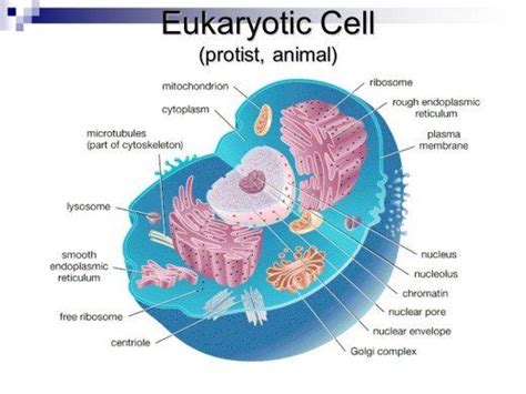 Biology 101: Prokaryotic vs. Eukaryotic Cells | Eukaryotic cell, Biology, Cell