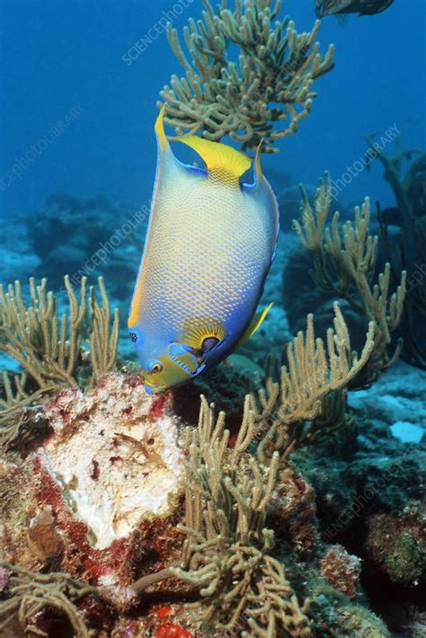 Queen angelfish - Stock Image - C006/8590 - Science Photo Library