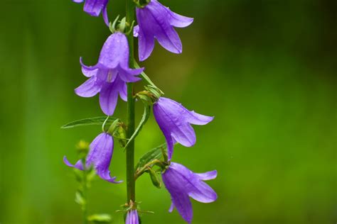 Creeping Bellflower: Plant Care & Growing Guide