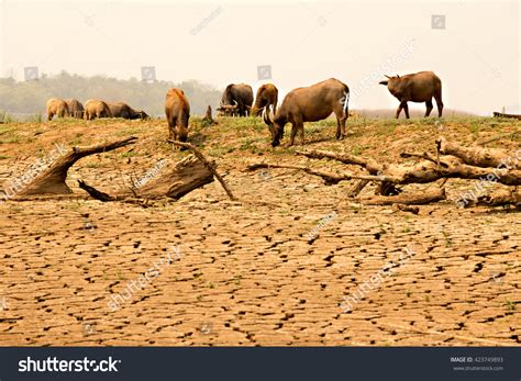 670 El Nino Drought Images, Stock Photos & Vectors | Shutterstock